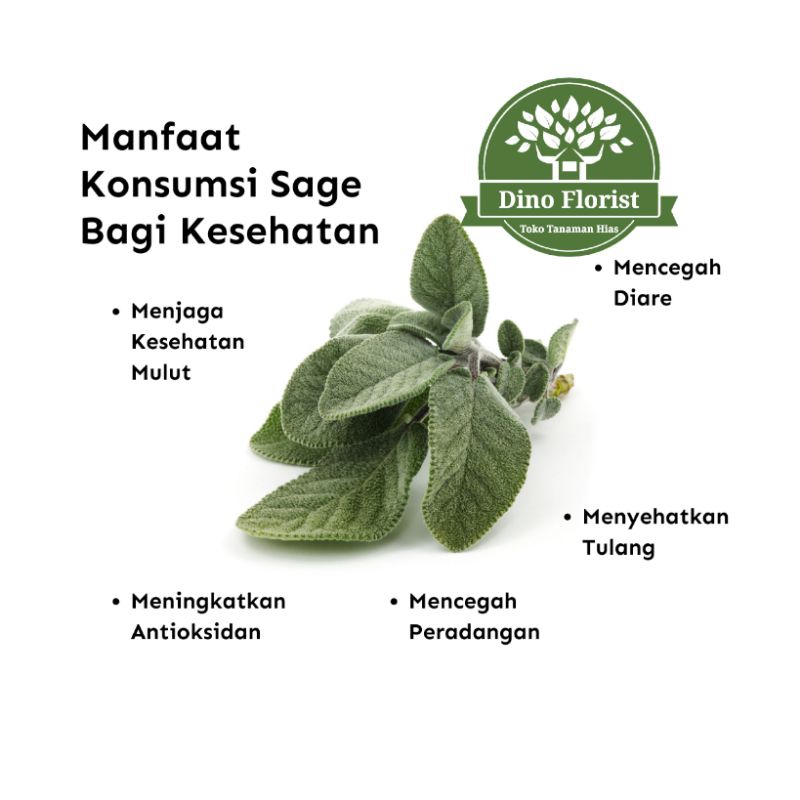 

Daun Sage Fresh Cutting / Fresh Pack