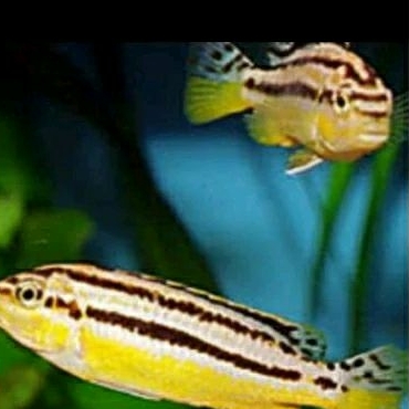 

HIASAN AQUARIUM/NIASSA CHILID UKURAN 4 CM