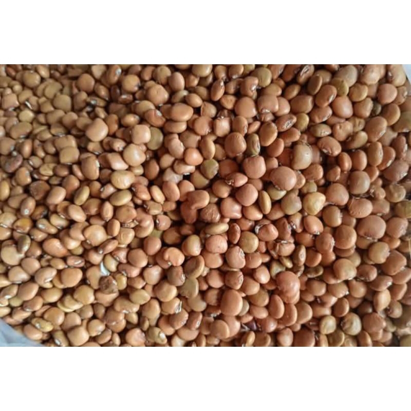 Bibit Bengkoang / benih bengkuang