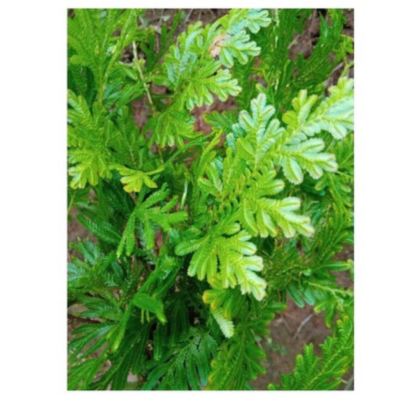 

DAUN CEKER AYAM 1 KG, OBAT HERBAL, OBAT TRADISIONAL