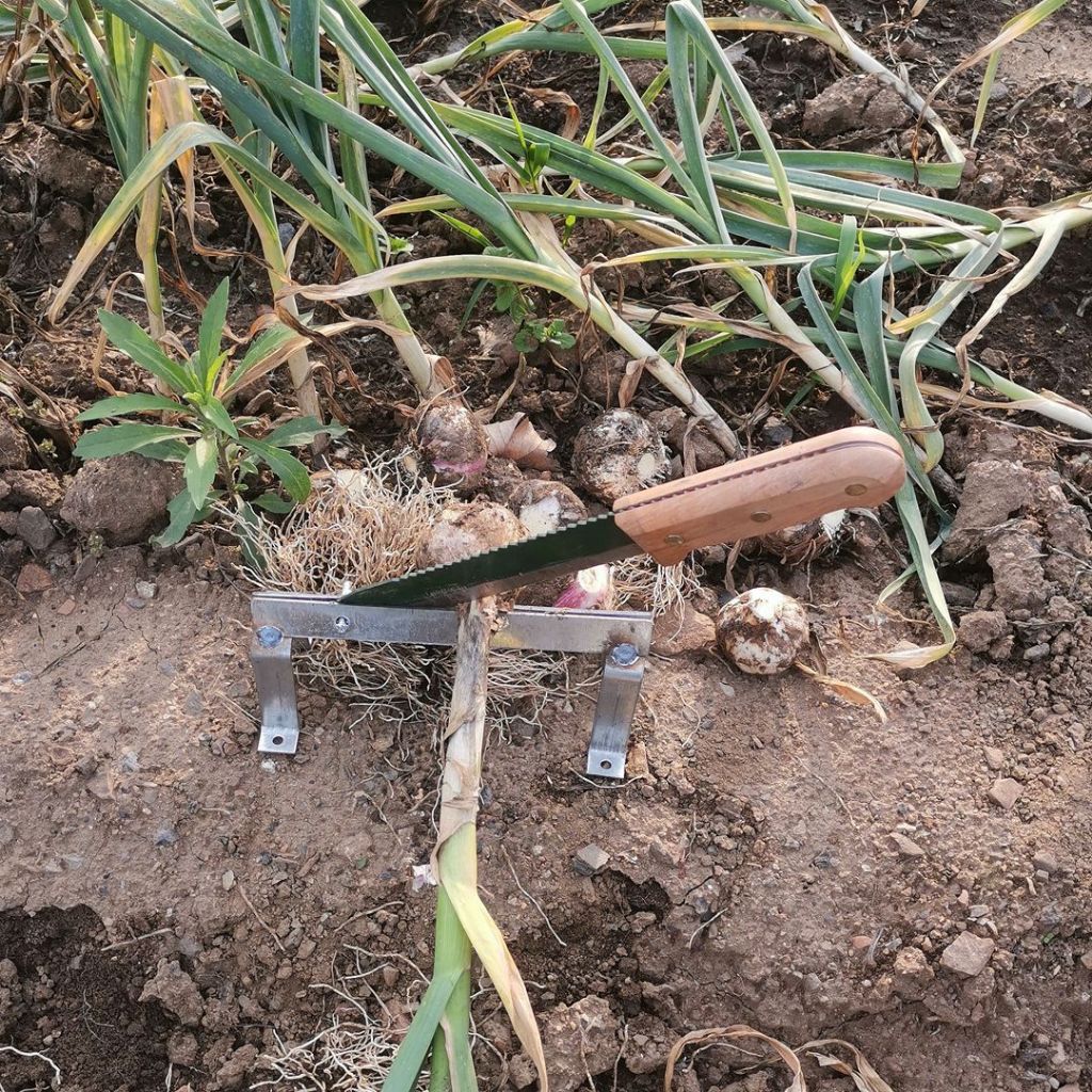 Pencacah Rumput Manual，Manual Pencacah Rumput, Memanen Bawang Putih dengan Pemotong