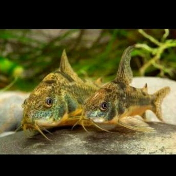 

CORYDORAS PALEATUS UKURAN S+