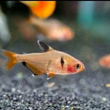 

SERPAE_KADO AQUARIUM UKURAN 3 CM