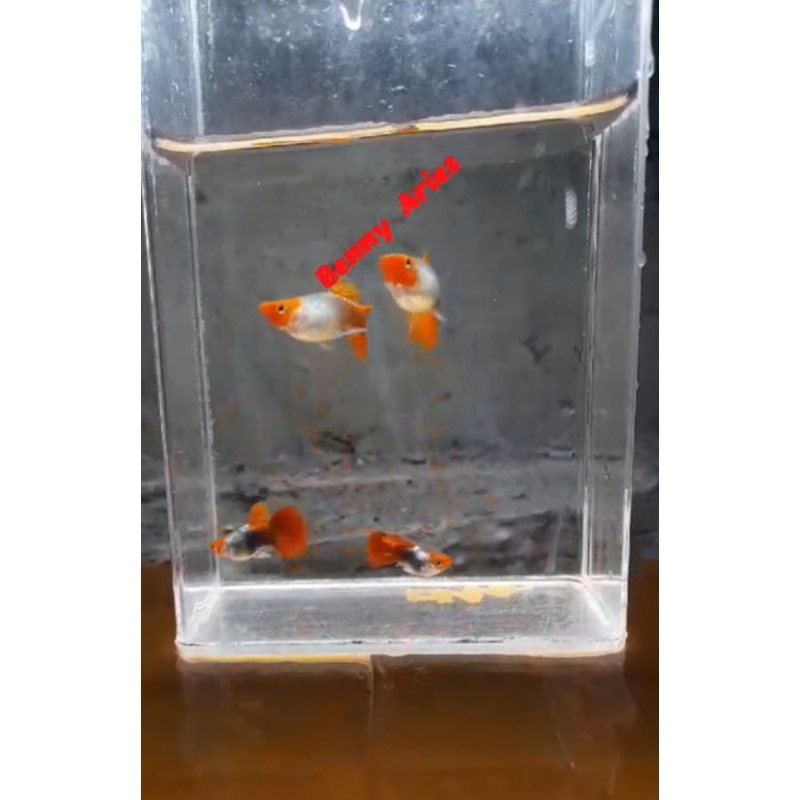 GUPPY PRT KOI SB(Short body)