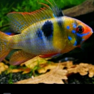 

RAMIREZI GERMAN _KADO AQUARIUM UKURAN 3-4 CM