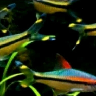 

HIASAN AQUARIUM - PONTIUS DENOSONI UKURAN 3-4 CM