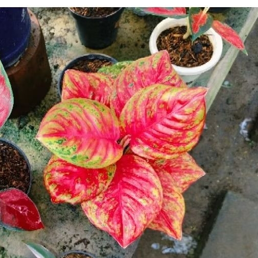 aglo wulandari besar