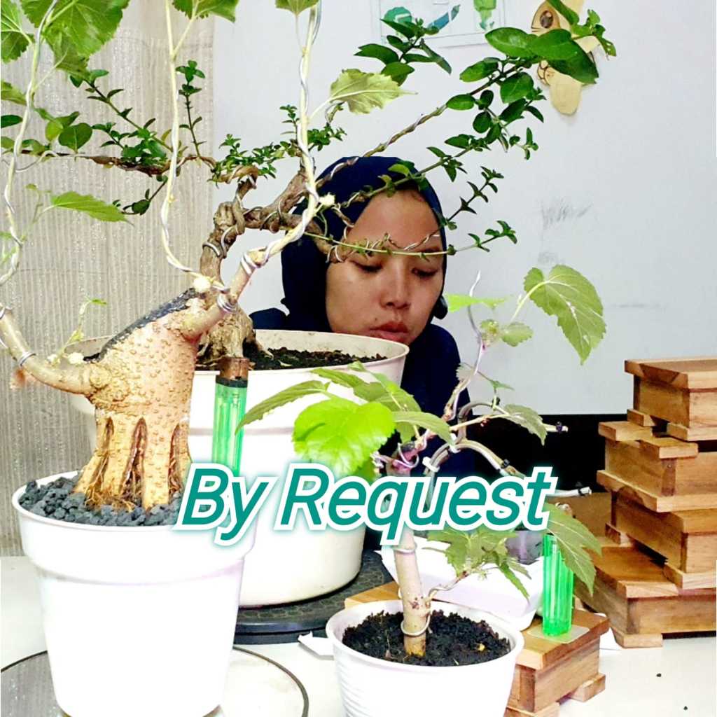 Etalase 1 Kg | BerriesPlant | @BerriesPlant | #BerriesPlant