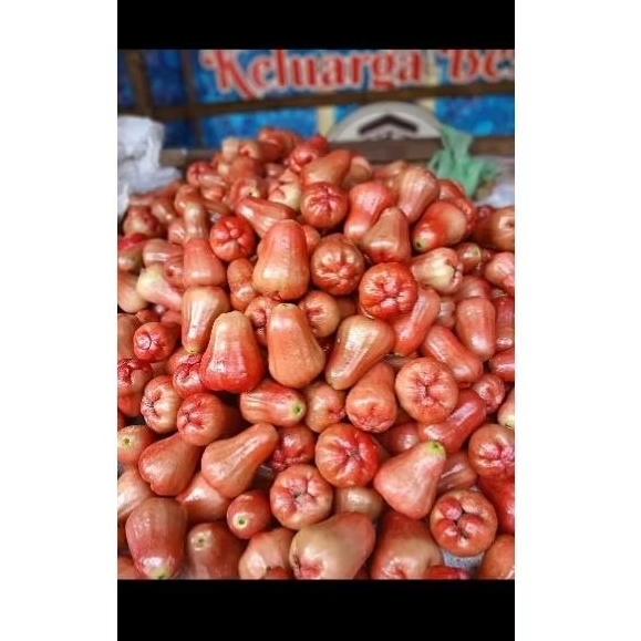 

jambu air delima maniss