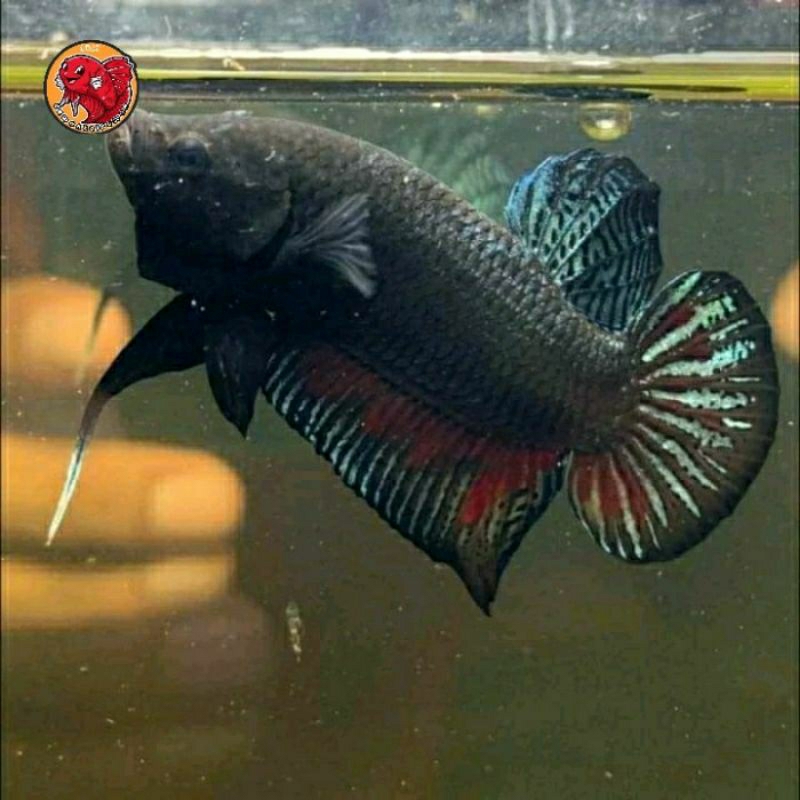 

HIASAN AQUARIUM/CUPANG BAGAN JANTAN S+