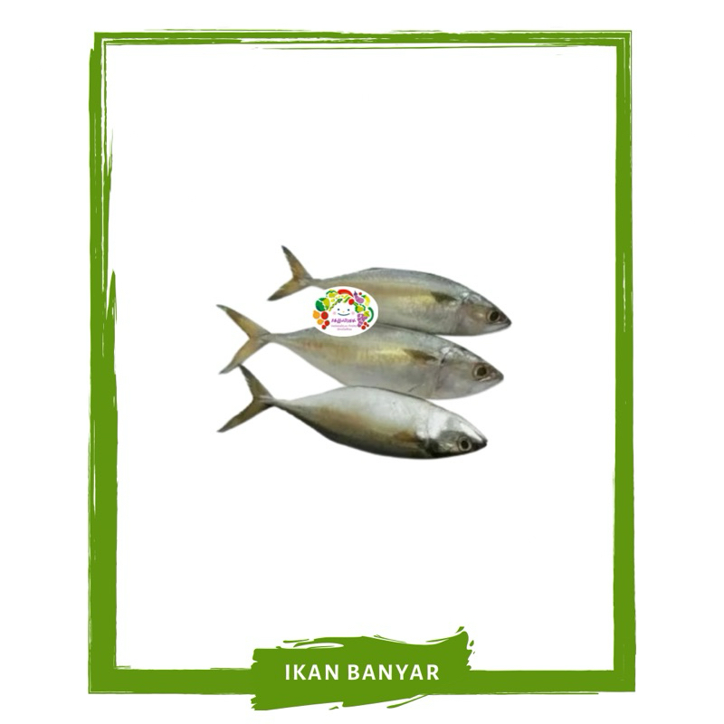 

Ikan Banyar / Ikan Segar By Sayur Mallah