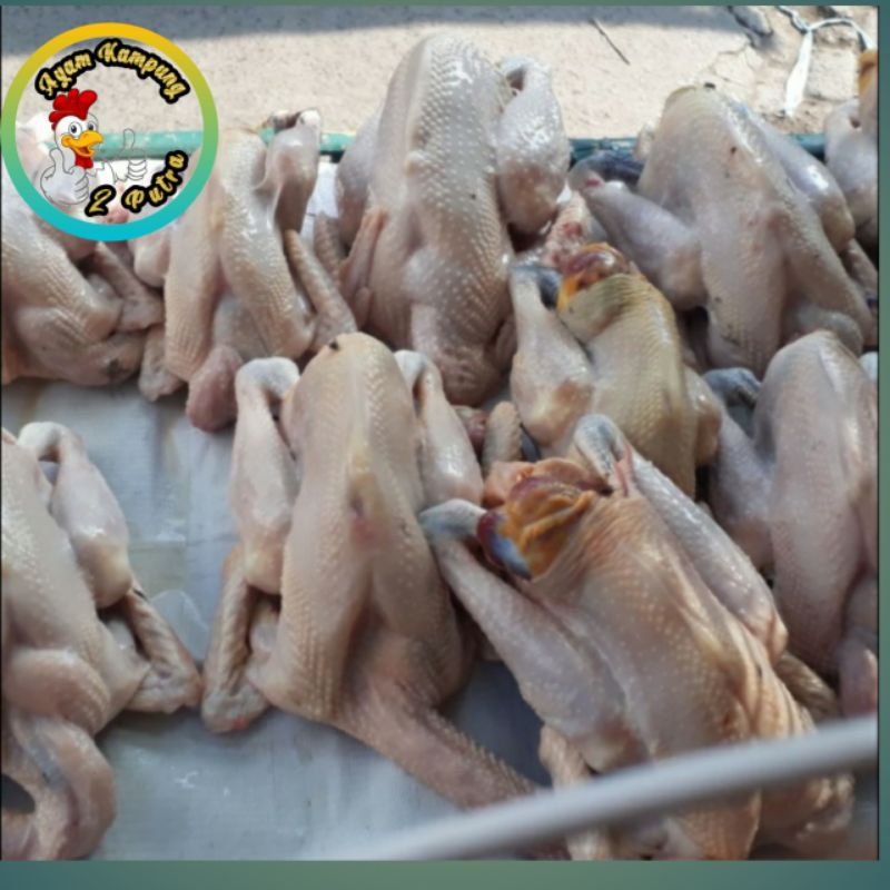 

Ayam kampung putra 900gram