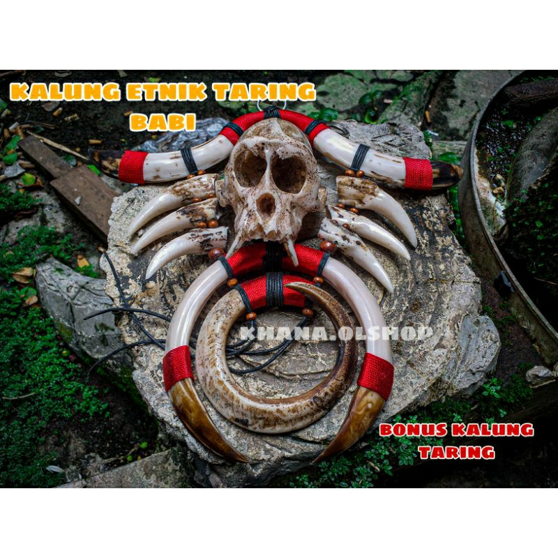 KALUNG TARING BABI RANGKAIAN JUMBO