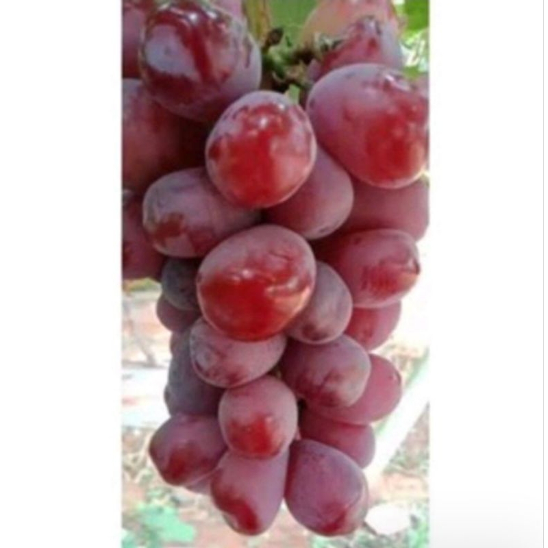 

bibit anggur semi induk all varian