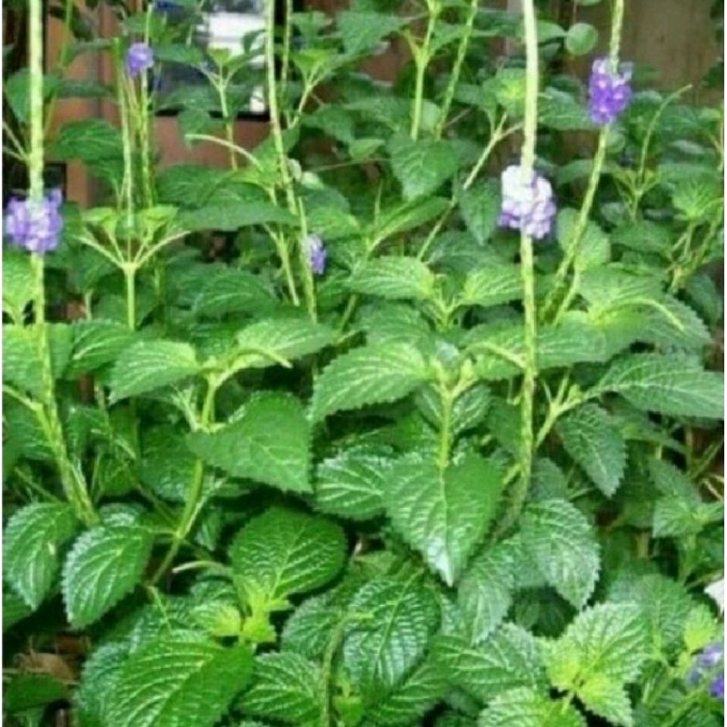 

DAUN PECUT KUDA / DAUN JARONG PER 100 LEMBAR OBAT HERBAL