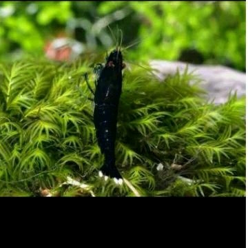 

HIASAN AQUARIUM - UDANG BLACK COCO