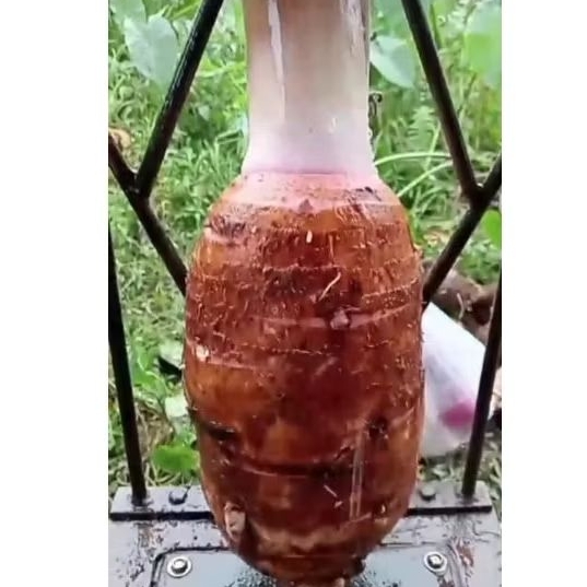 

BibitTalasPratama2Berlian