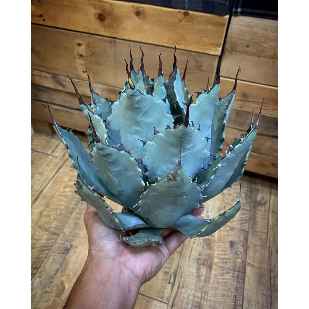 Agave Colorata rare sukulen Bibit