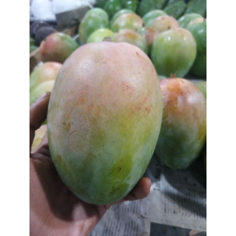 

Mangga Brazil 1kg
