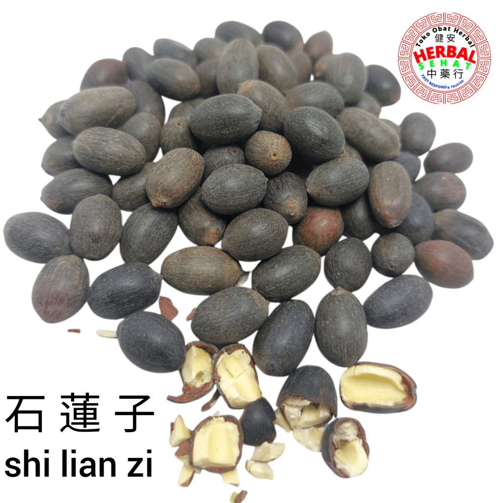 

Shi Lian Zi 石莲子 Echeveria / Biji Teratai Batu