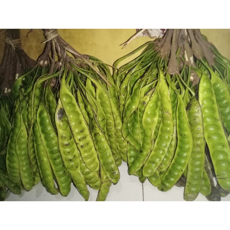 

Pete segar isi 12-10/papan