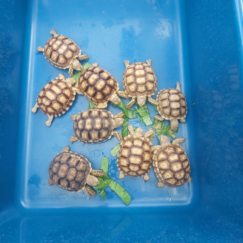 pakan sulcata/pelet sulcata 7,5-8cm/High Dome & Smooth