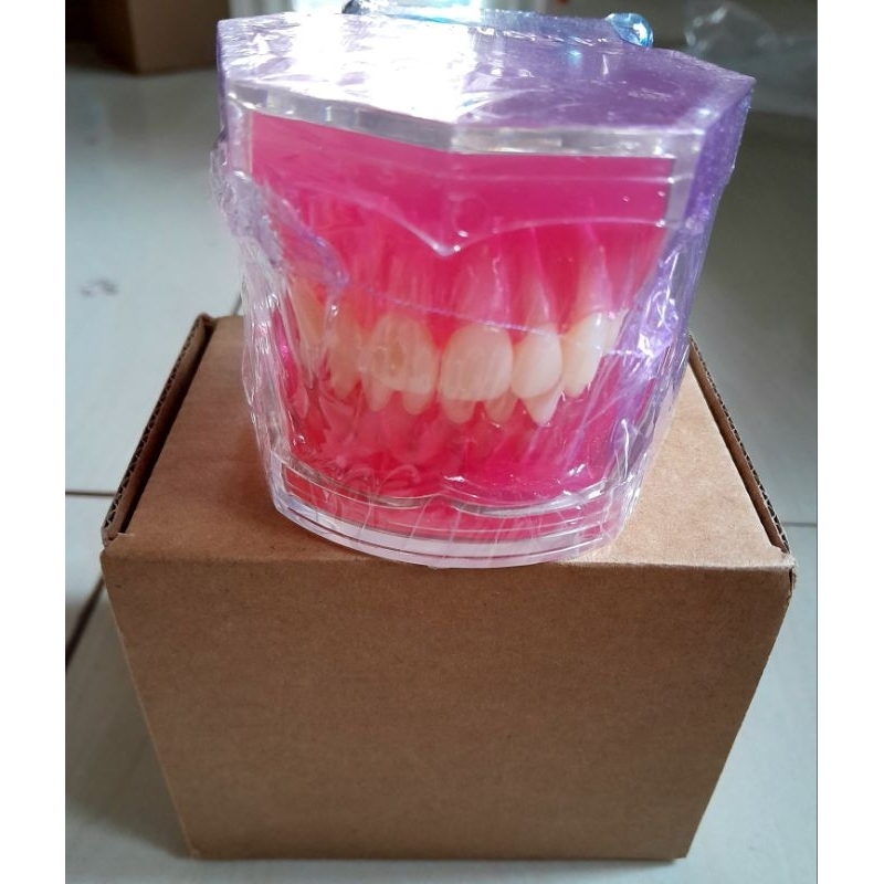 DENTAL MODEL GIGI PHANTOM LEPAS PASANG Model Gigi Professional