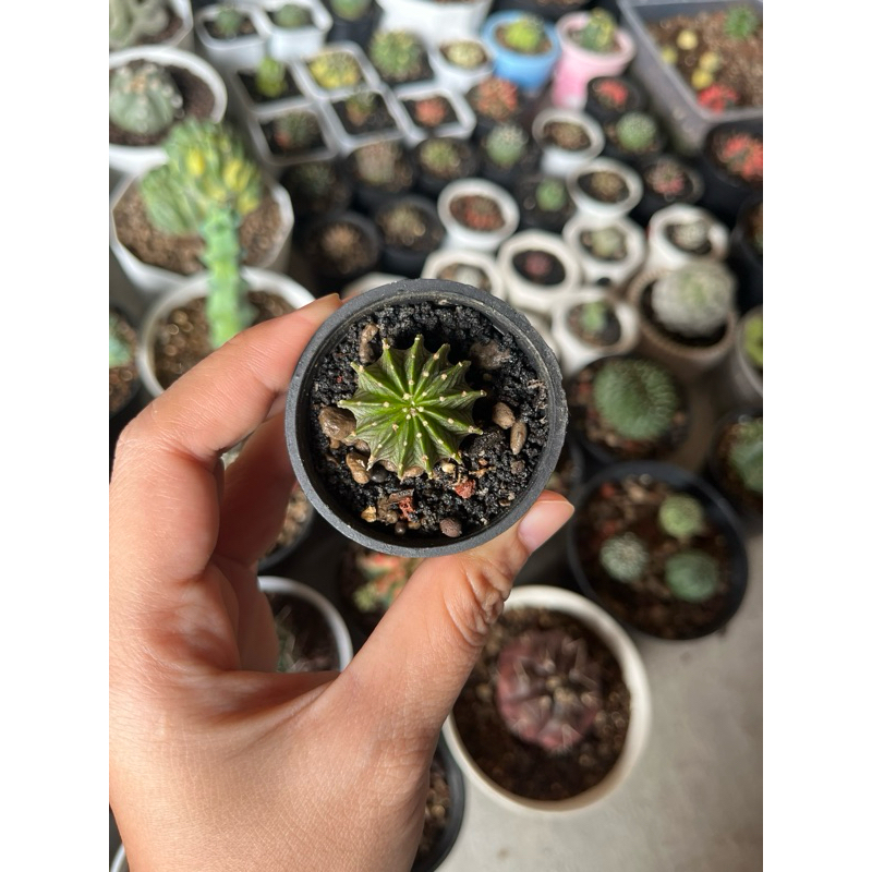 kaktus LB ori 13ribs