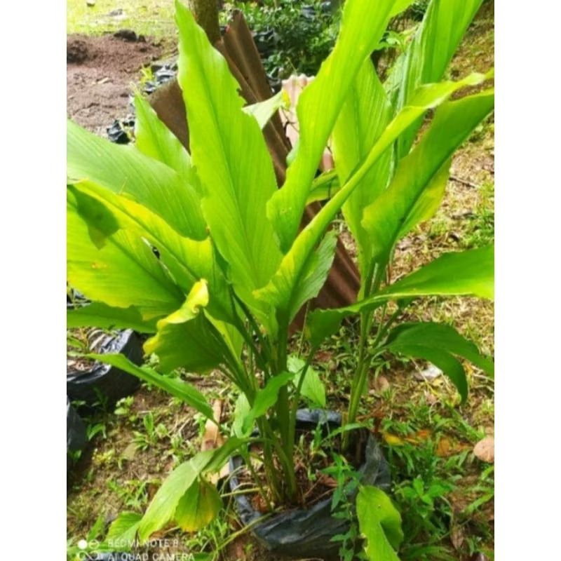

Tanaman rempah kunyit//pohon bumbu dapur