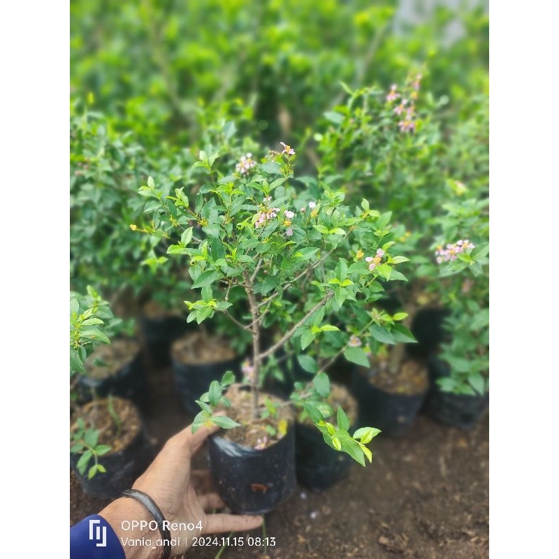 bibit bonsai sakura micro jepang