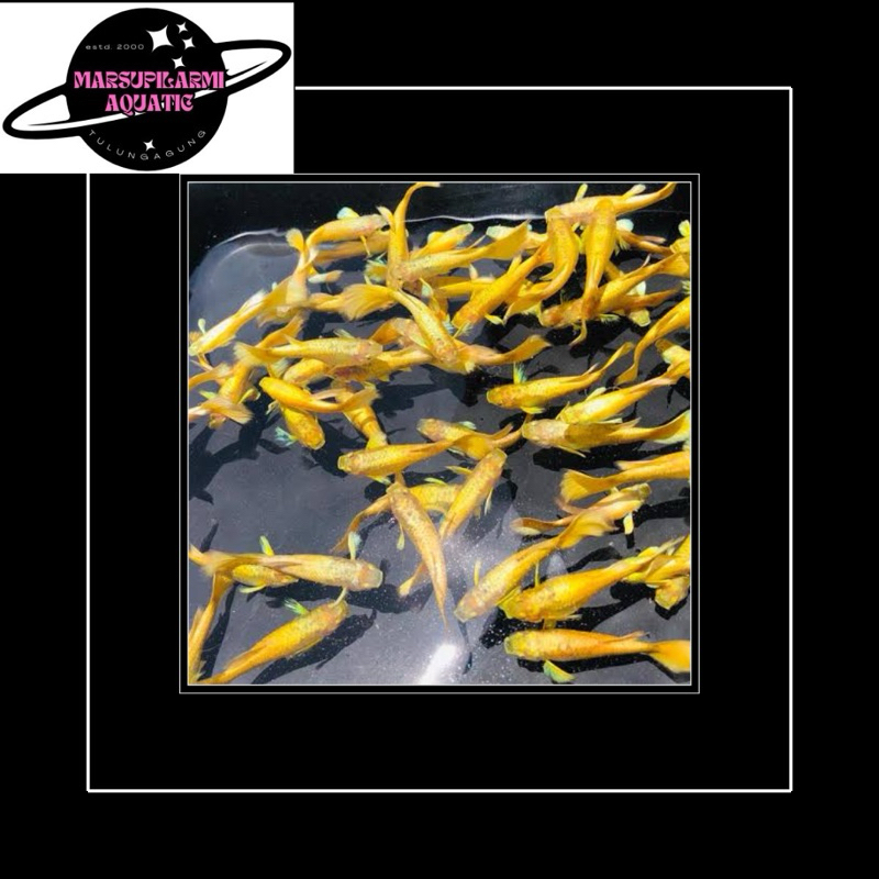 free packing sepasang guppy super gold