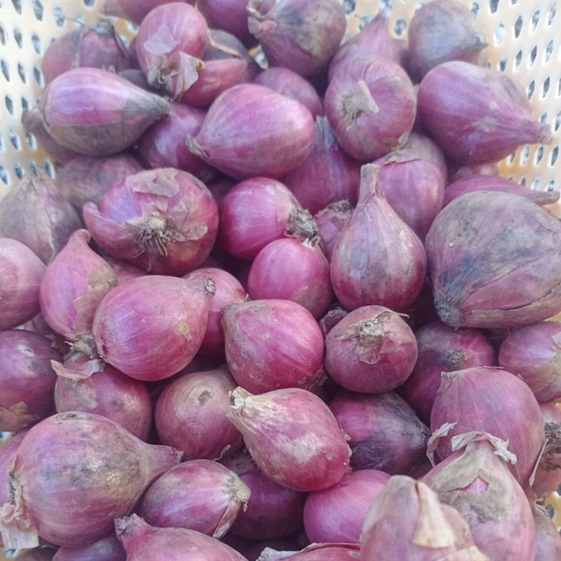 

bawang putih Probolinggo 1kg