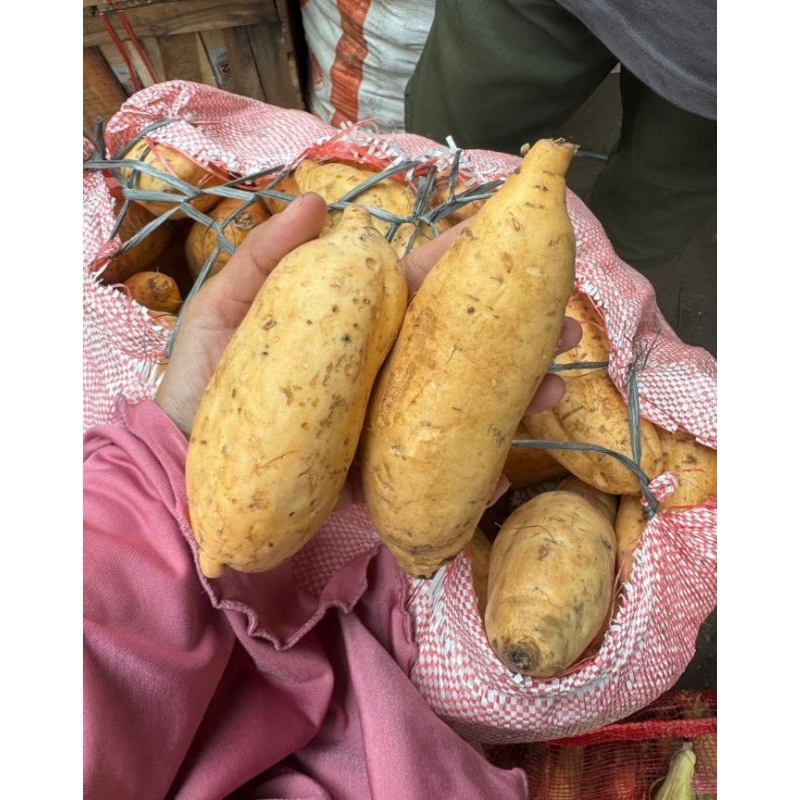 

UBI CILEMBU BERSIH HARGA PER KILO