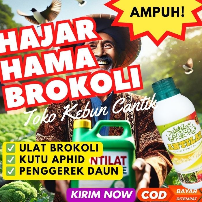 Pestisida Brokoli Organik ANTILAT 500 ml - Obat Nabati untuk Mengatasi Hama Kutu Daun, Thrips, Ulat 
