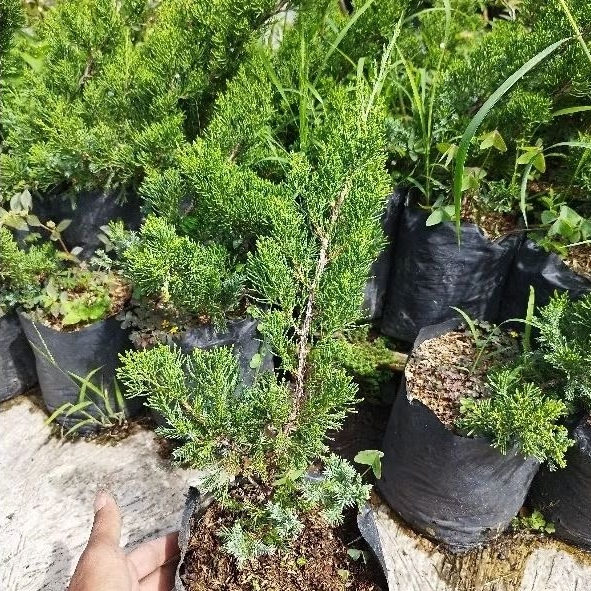 Tanaman Cemara Sinensis Hijau Asli - Bahan Bonsai - Pohon Cemara - Green Sinensis