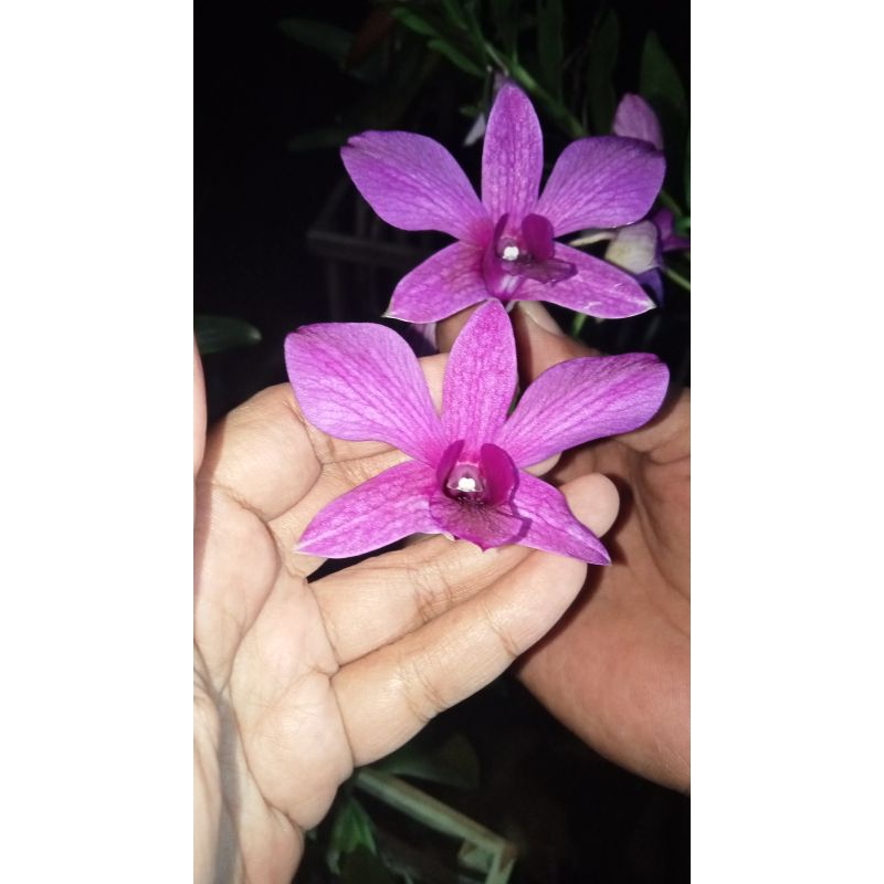 anggrek dendrobium bantimurung
