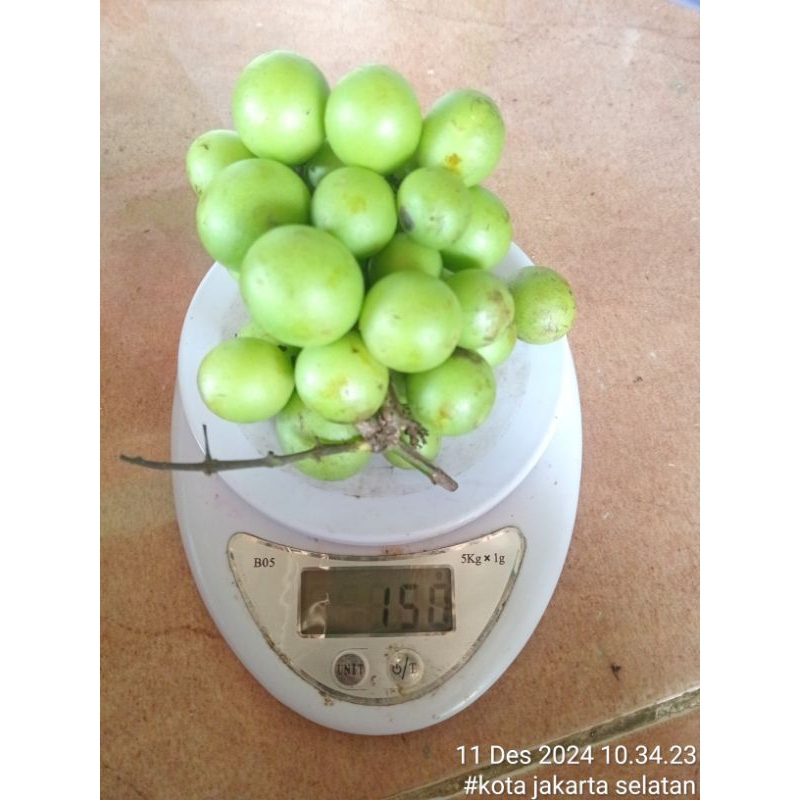 

Buah Gandaria segar 1 kg