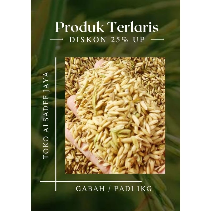 

GABAH KERING KUALITAS SUPER 1Kg | GABAH KERING BERAS PULEN | GABAH ASLI DARI PETANI