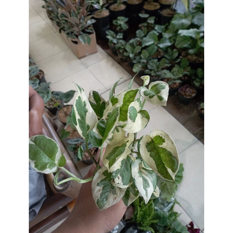 Tanaman Hiaa Sirih Gading Enjoy Tanaman Hias Sri Gading Enjoy