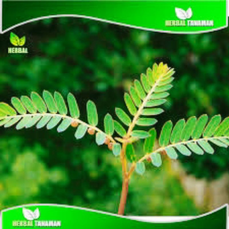 

daun meniran,daun herbal