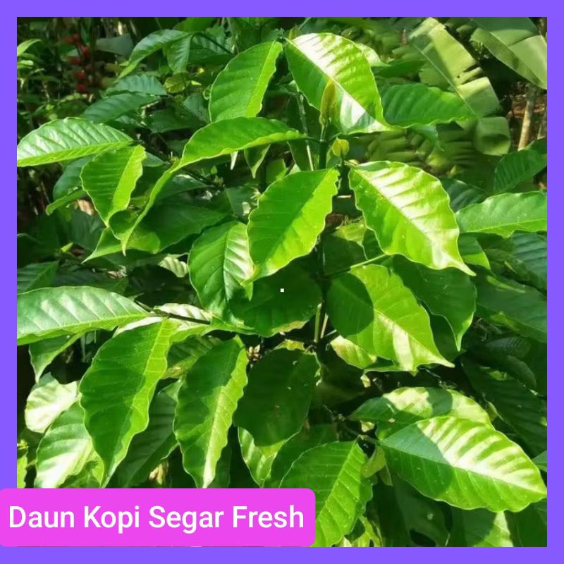 

Daun Kopi Segar 50 lembar