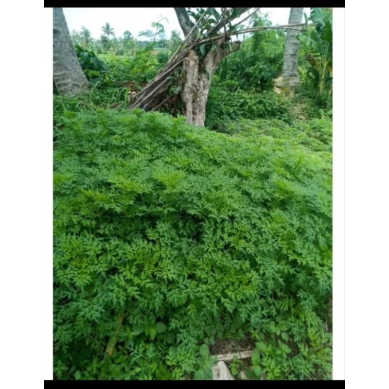 

SAYUR KENIKIR BARU METIK 100 GR