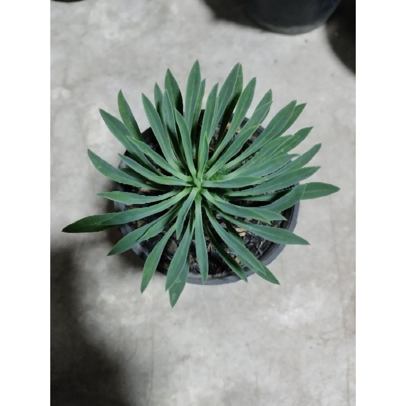euphorbia kirin