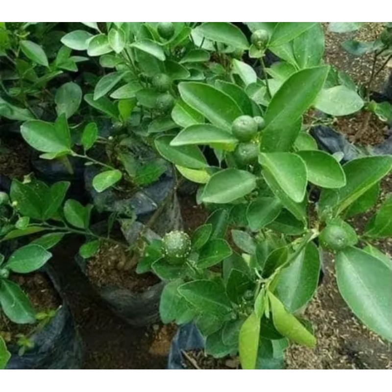 

Pohon Limau Pohon Jeruk Limao