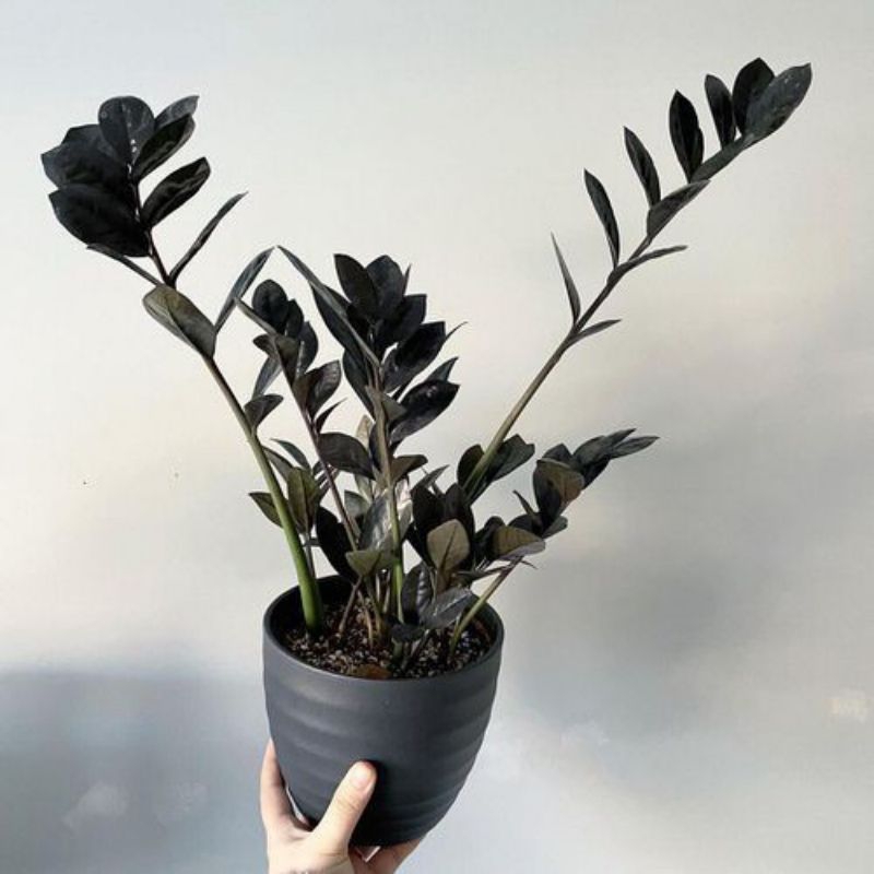 Tanaman Hias Zamia Black Zamia Raven original hitam