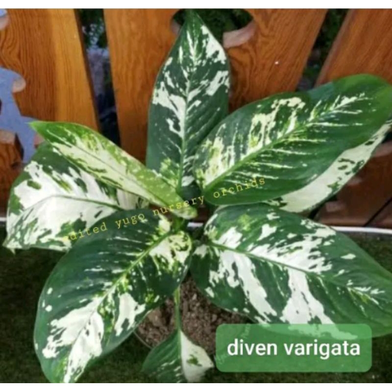 Tanaman Diven Varigata