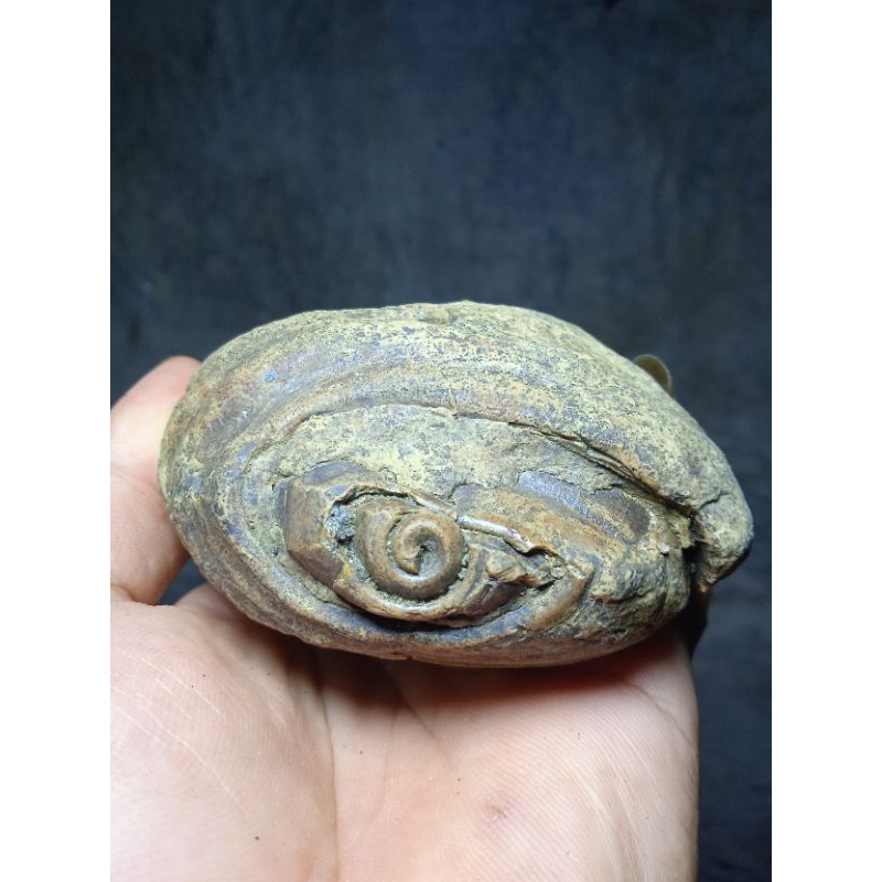 batu fosile keong purba besar