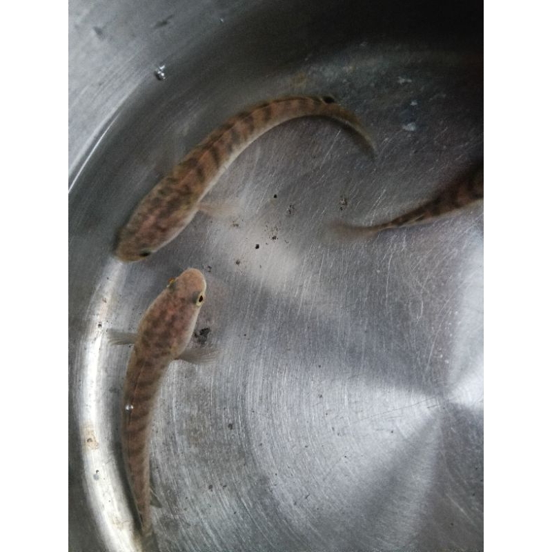 anakan ikan Channa maru batik