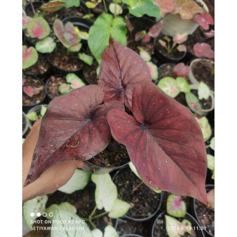 Bibit Caladium Dealova