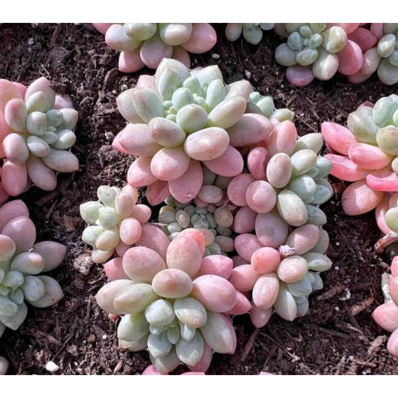 benih bibit daun echeveria rococo sukulen impor